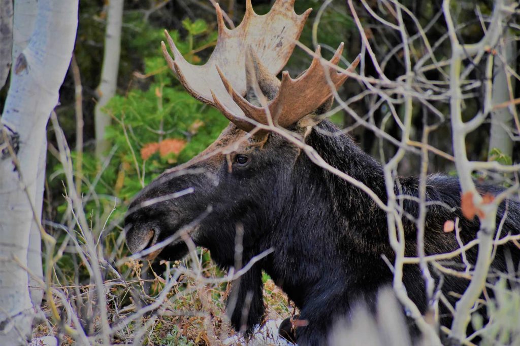 wild-moose